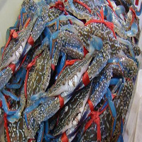 伊犁哈萨克海鲜活体空运